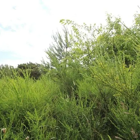 With Swimming Pool *